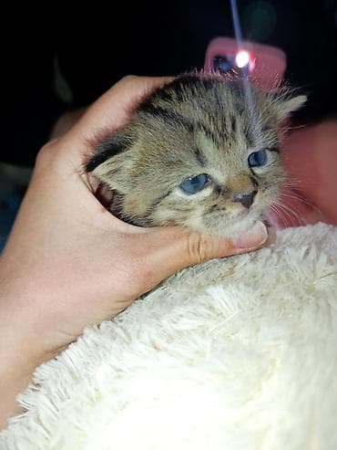 Скотиш Фолд (Шотландская вислоухая), 3 месяца, Мальчик, Приучена к лотку, Проглистована, С прививками