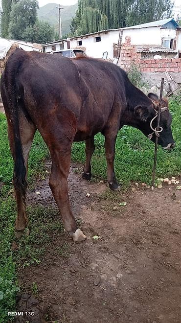 Үй жаныбарлары: Сатам | Уй (ургаачы) | Бордоп семиртүү үчүн | Байланган — 3