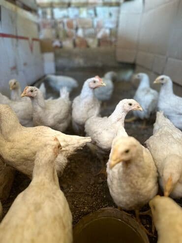 дома на продажу в бишкеке: Птицы — 1