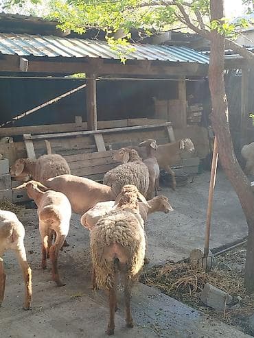 грызуны домашние: Продаю | Овца (самка) | Для разведения | Племенные — 5