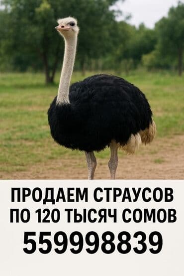 дом животных: Страусы (африканский страус), хозяйственное разведение — 1