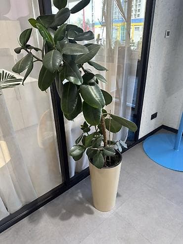 Фикус эластика (Ficus elastica) в напольном кашпо - Высокорослое — 2