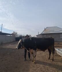 акита ину цена бишкек: Продаю | Бык (самец) | Голштин | Для разведения | Племенные — 2