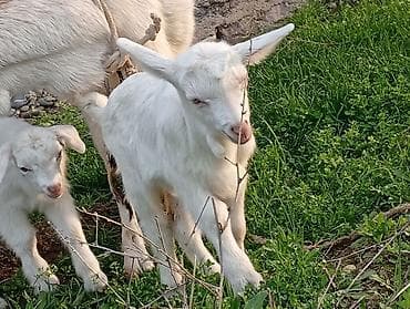 двойные козы: Продаю | Коза (самка) | Для разведения | Племенные — 4