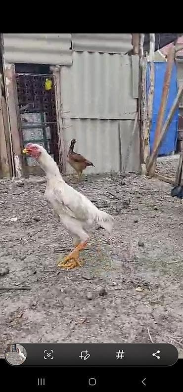 перепелиное мясо: Продаю | Петух | Домашняя | Для разведения — 5