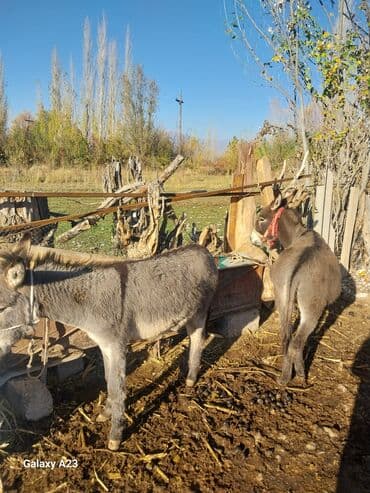 Ослы (пара) - Домашние рабочие животные, средний рост. - Серый окрас
