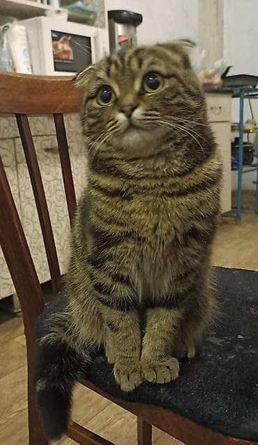 сибирский кот купить: Пропала : Скотиш Фолд (Шотландская вислоухая), Мальчик — 3