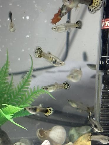 лягушка живая: Гуппи (Poecilia reticulata) — активные живородящие аквариумные рыбки — 1