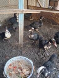 тушка утки цена: Утки 20 шт цена за одно — 2