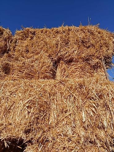 Солома ячменная. 100сом. тюки мощные, сухие, плотные. находимся в at lalafo.kg Солома ячменная. 100сом. тюки мощные, сухие, плотные. находимся в