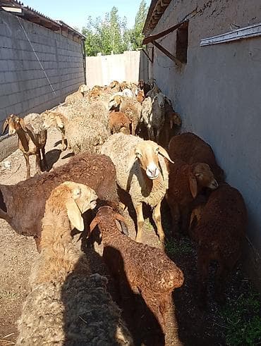 вет препараты: Продаю | Овца (самка) | Для разведения | Матка — 2