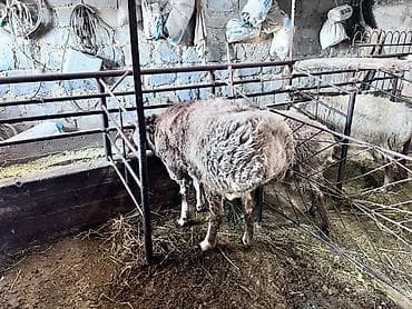 боровая матка: Продаю | Овца (самка) | Полукровка, Арашан | На забой, Для разведения | Осеменитель — 4