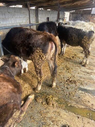 корова дойный: Сатам | Кунаажын | Аргын | Бордоп семиртүү үчүн | Байланган — 1