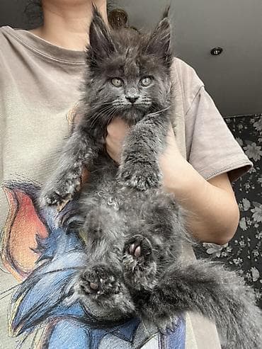 кошка британская вислоухая: Мощный эксклюзивный котята Майн куны полидактилия,Ярко выраженные — 5
