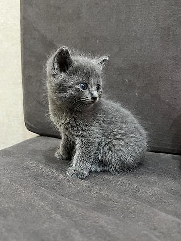 2 месяца, Девочка, Голубой, Метис — 1