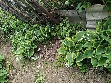 купить цветы петунии: Хоста декоративная очень много хосты кусты и по одной розетке цены — 2