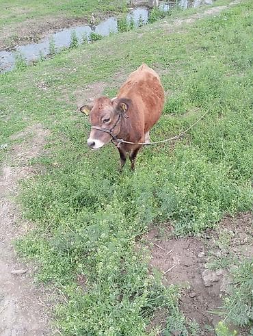 купить рыбу клоуна: Продаю | Музоо, торпок | Полукровка, Швицкая | На откорм | Привязанные — 1