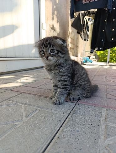 голая кошка сфинкс цена: Кошка даром: Беспородная, 2 месяца, Девочка, Приучена к лотку — 5