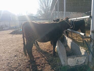 корм для домашних животных: Продаю | Тёлка | Полукровка | Для разведения | Не стельные — 3