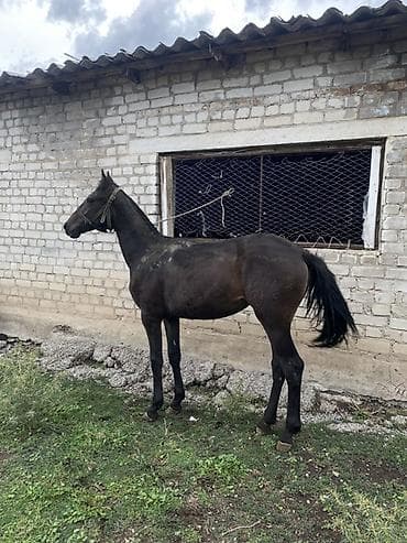 золотистый ретривер купить: Продаю | Жеребенок | Конный спорт | Племенные — 3
