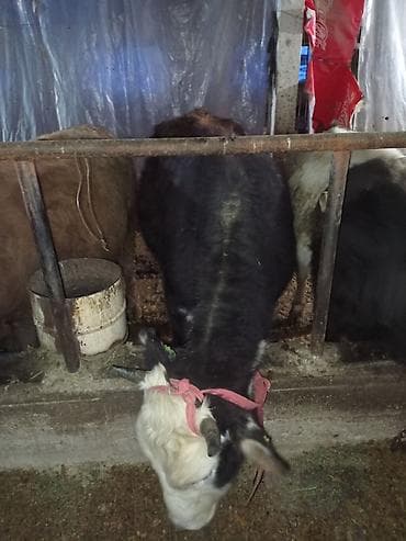 соня куры: Продаю | Тёлка | Для разведения | Нетель — 5