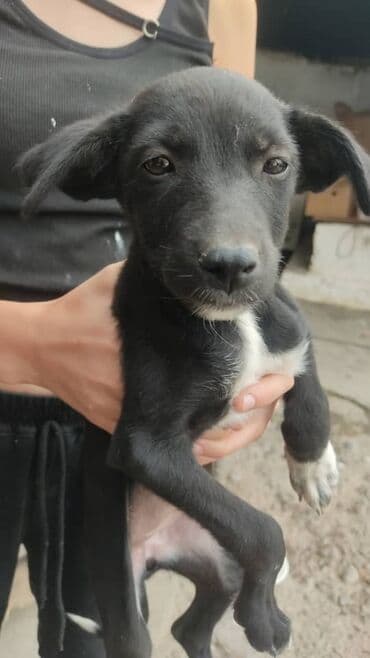 продажа щенков мопса: Отдаю бесплатно. стерилизацию и кастрацию гарантирую бесплатно. не — 9