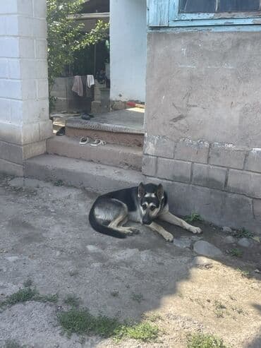 тазы собака: Немис овчаркасы, 1 жаш, Эркек, Эмделген — 5