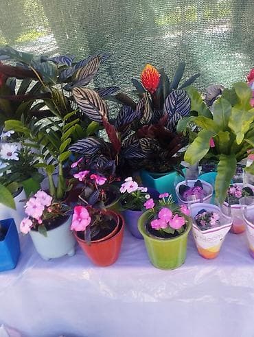 продажа аквариума: Садовый центр/питомник растений и товаров для сада - Широкий выбор — 4