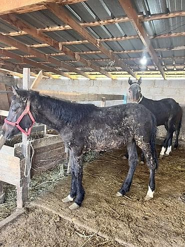 швиц бык: Продаю | Жеребенок | Полукровка | Для разведения — 2