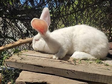 бараны рамановский: Продаю | Кролик самец | Фландр | Для разведения | Племенные — 1