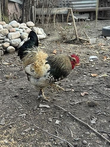 петух хай лайн: Продаю | Петух | Для разведения — 1