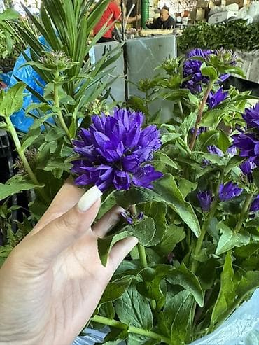 герлянда роса: Колокольчик скученный (Campanula glomerata) — многолетник с яркими — 2