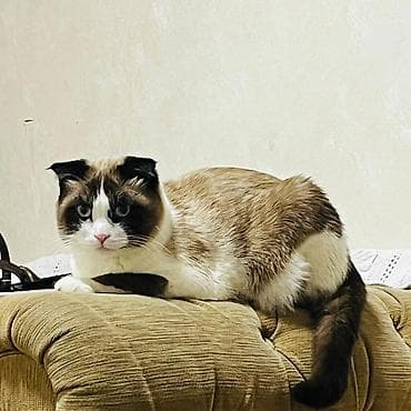 ржавая кошка цена: 1 год, Мальчик, Биколор, Приучена к лотку — 1