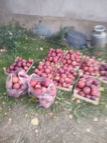 голубика бишкек цена: Яблоки Превосходное, Оптом — 3