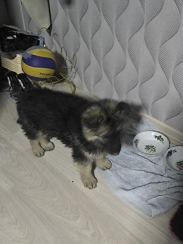 животные собака: Восточноевропейская овчарка, 2 месяца, Самец — 6