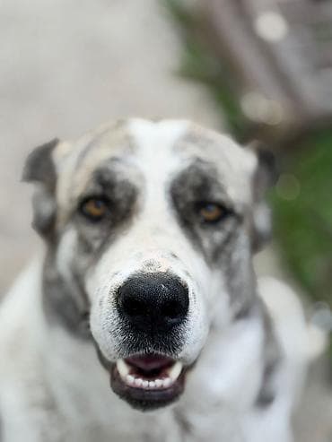 овчарка вязка: Дружелюбная крупная собака с эффектным мраморным окрасом (бело‑серый с — 3