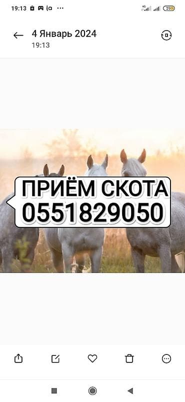 куры живые: Колбасный цех : Лошади, кони, Кролики, | Круглосуточно, Забитый — 1
