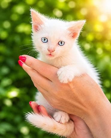 белые котенки: Кошка даром: Беспородная, 3 месяца, Мальчик, Приучена к лотку, Проглистована — 1