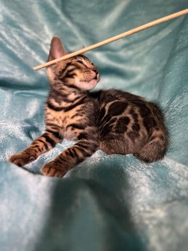 сколько стоит котенок британской золотой шиншиллы: Бенгальская, 3 месяца, Девочка, Шоколадный, С документами, Приучена к лотку, Проглистована — 9