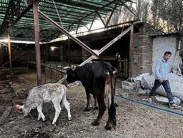 собака жалал абад: Сатам | Уй (ургаачы) | Көбөйтүү үчүн | Байланган — 4