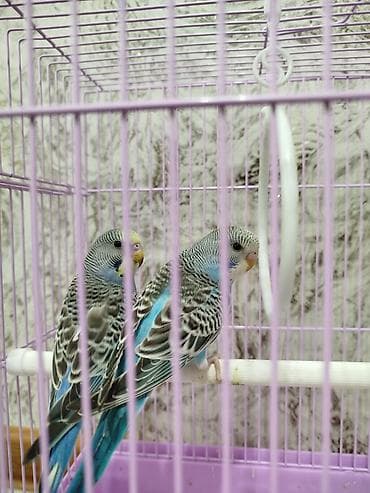 Грызуны: Ассаламу алейкум Папугайлар пара🦜 сатылат! Клеткасы+жеми менен✅ — 2