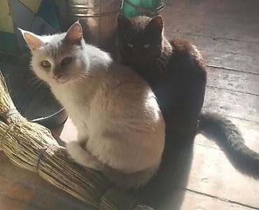 савана кошка: Пропала : Беспородная, Девочка, Белый — 1