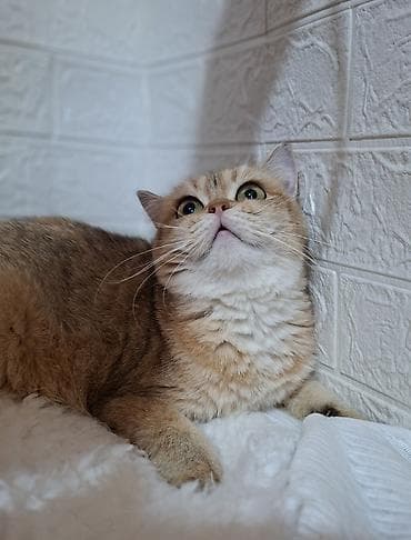 кошки шатланский: Скотиш Страйт (Шотландская прямоухая), 1 год, Девочка, Золотая шиншилла, Приучена к лотку, Проглистована, С прививками — 5
