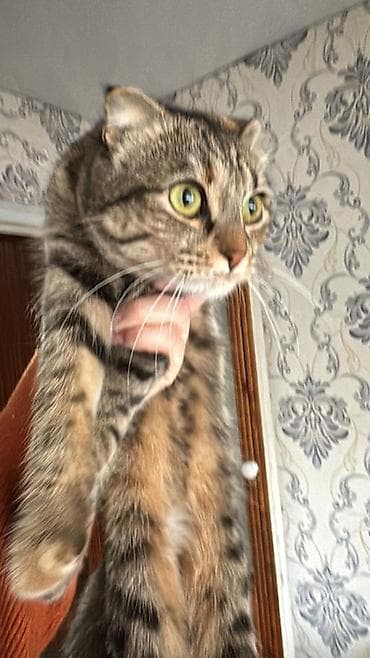 животные для дома: Кошка, короткошёрстная, тигровый окрас (коричневые и серые полосы с — 1