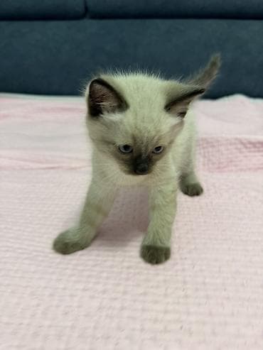 взять котика в добрые руки: Котята ищут дом 🐾 Три котёнка готовы обрести любящих хозяев. Очень — 4