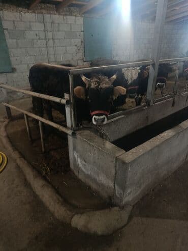 животные птицы: Продаю | Бык (самец) | На откорм | Привязанные — 3