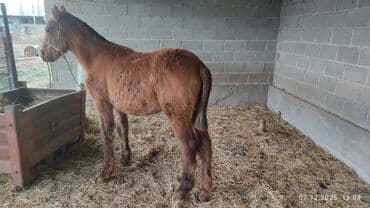 продажа домашних животных: Продаю | Жеребенок | Конный спорт — 3