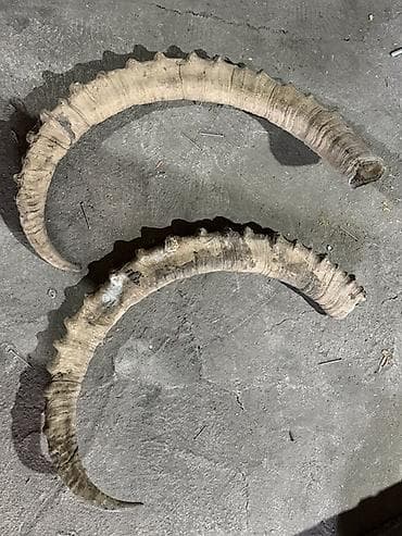 Текстиль: Набор натуральных рогов для декора и рукоделия. Состав: - Пара — 2