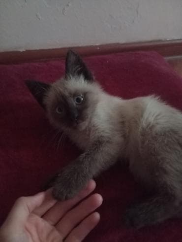 Рыбы: Кошка даром: Сиамская, 6 месяцев, Мальчик, Приучена к лотку — 3