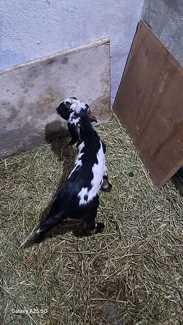 сибирская кошка черная: Продаю | Козлёнок | Нубийская | Для разведения — 2